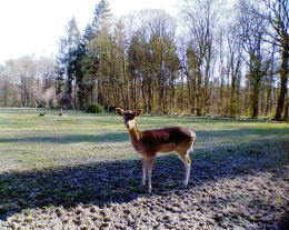 Wildpark Venusberg Waldau: Hirsch